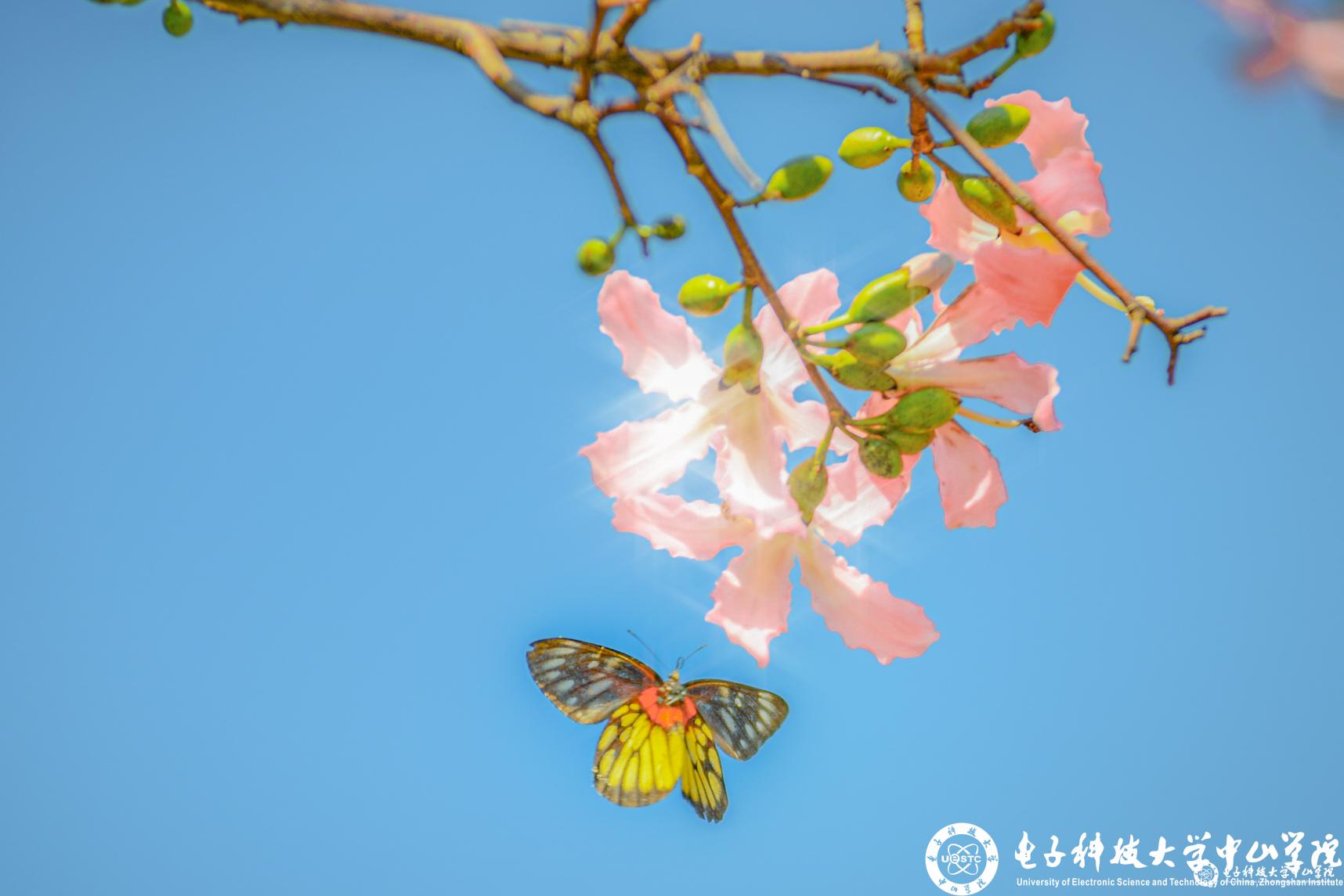 晴天异木棉-王源至