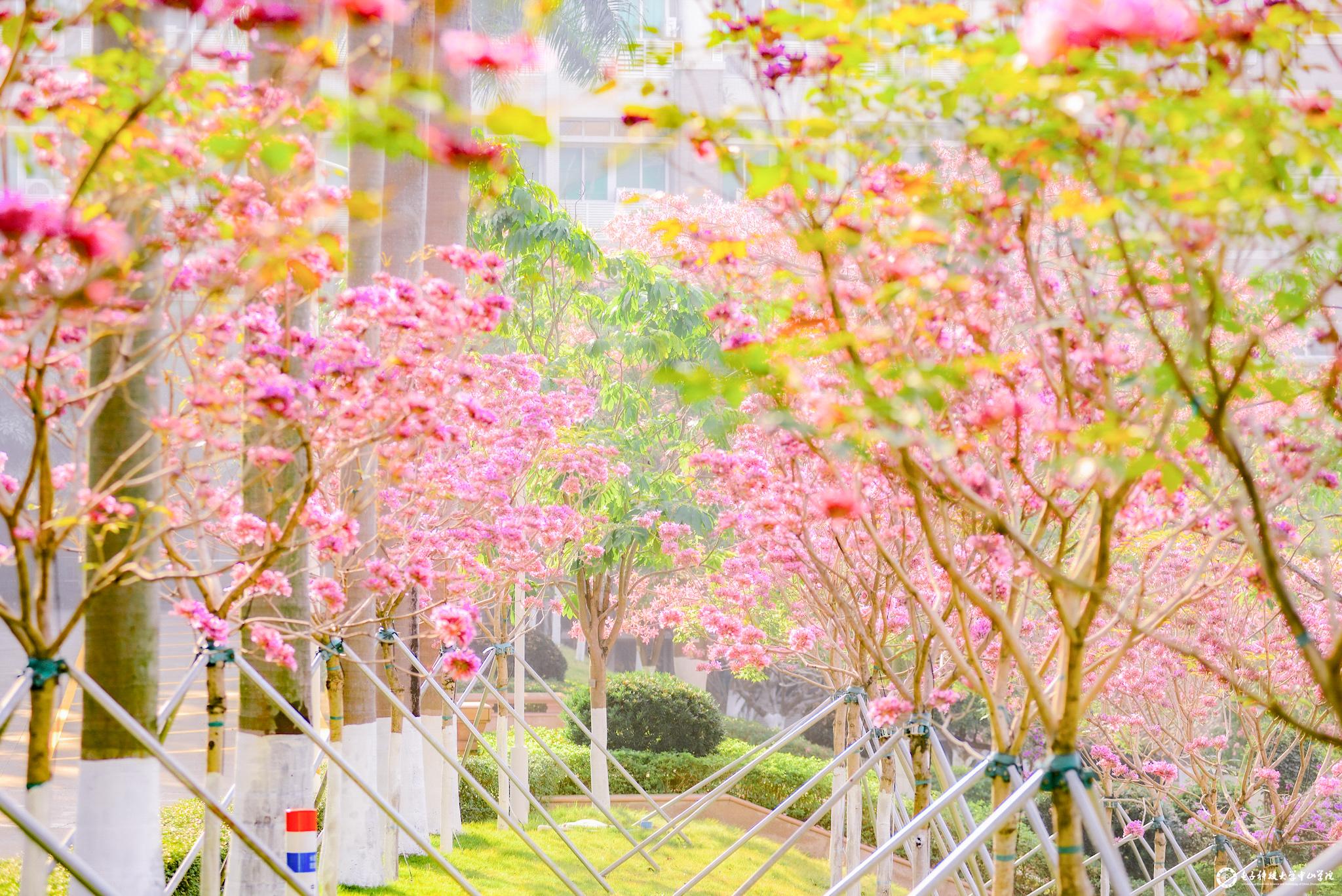 紫花风铃-王源至